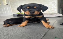 Rottweiler dogs for sale: Stunning Rottweiler Puppies - Image 3