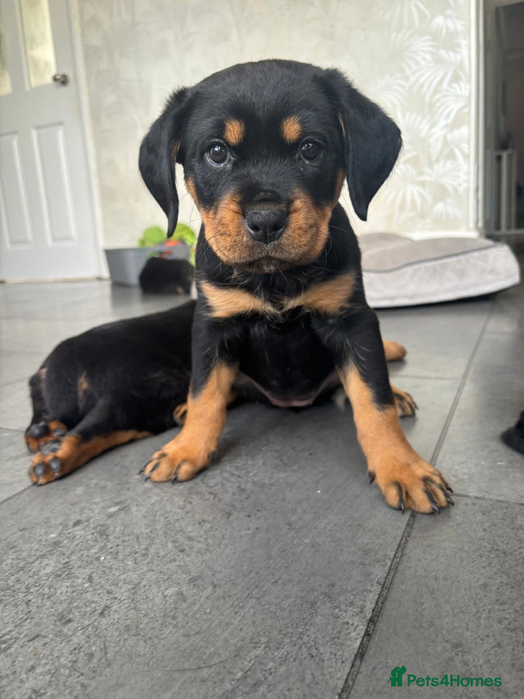 Rottweiler dogs for sale: Stunning Rottweiler Puppies - Image 3