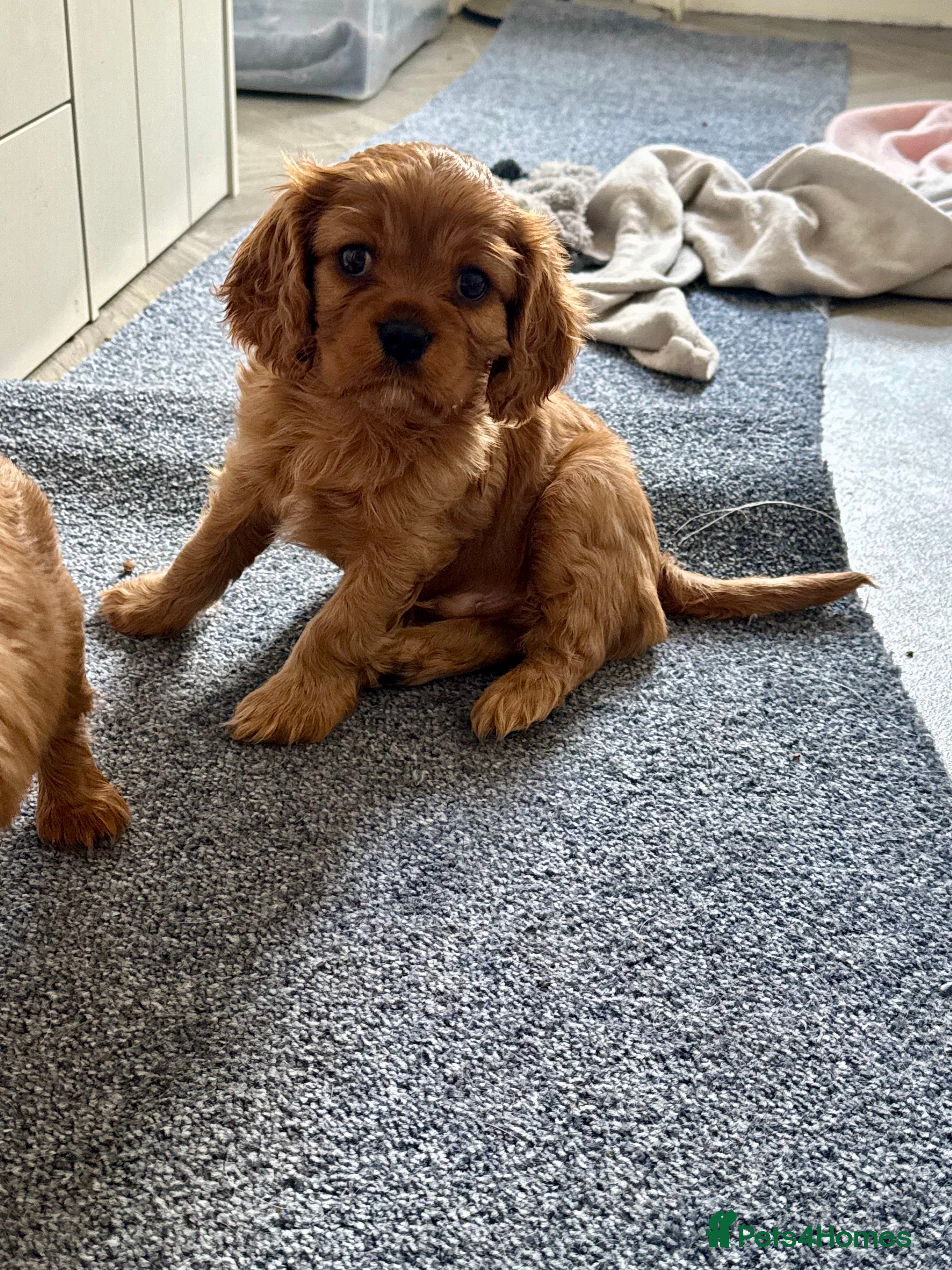 Cavalier King Charles Spaniel dogs Male King Charles Cavalier Puppies 🩵💙 - Advert 10