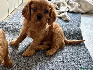 Cavalier King Charles Spaniel dogs Male King Charles Cavalier Puppies 🩵💙 - Advert 10