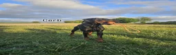 Dobermann dogs for sale: 🐾 Doberman Puppies – Waiting List Now Open 🐾 - Advert 15