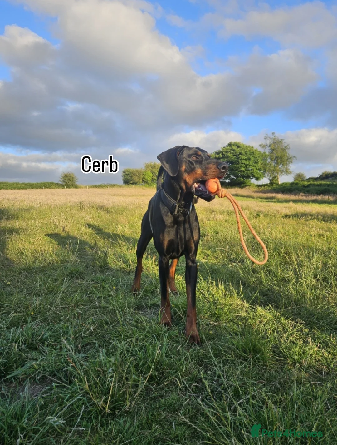 Dobermann dogs for sale: 🐾 Doberman Puppies – Waiting List Now Open 🐾 - Advert 15