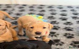Labrador Retriever dogs for sale: Beautiful KC Registered Labrador Puppies - Image 20
