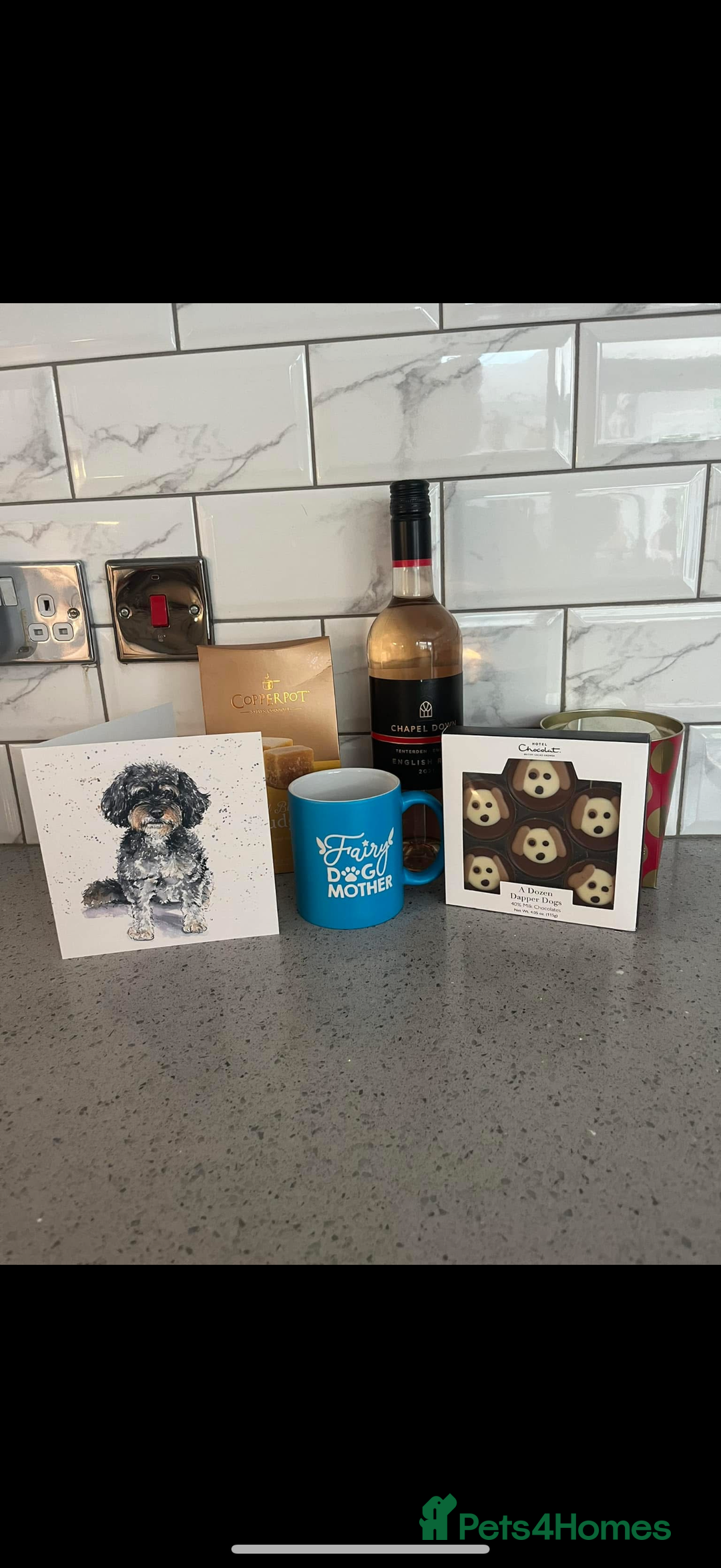 Cavapoo dogs for sale: Beautiful Health Tested F1 Cavapoos 🐶 - Image 12