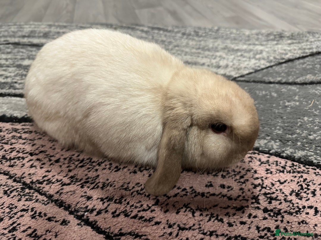 Mini Lop rabbits for sale: Mini lop boy for sale  - Advert 1