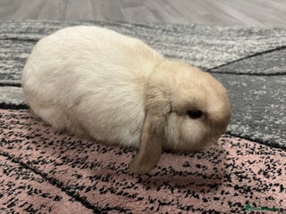 Mini Lop rabbits Mini lop boy for sale - Advert 1