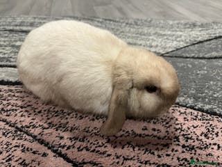 Mini Lop rabbits Mini lop boy for sale - Advert 20