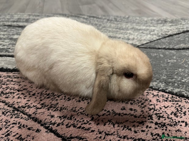 Mini Lop rabbits Mini lop boy for sale - Advert 1