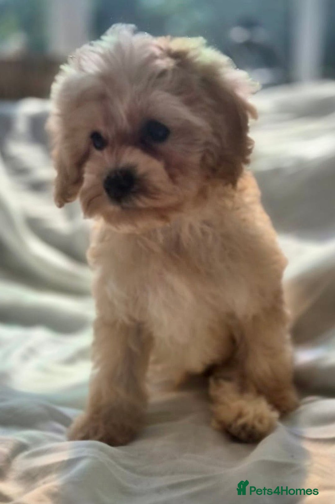 Cavapoochon dogs for sale: F1b RARE MERLE CAVAPOOCHON BOY - Image 19