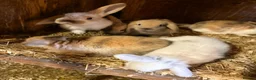 Mini Lop rabbits for sale: Gorgeous mini lop babies  - Advert 3