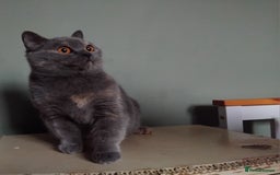 British Shorthair cats for sale: Beautiful British Shorthair  - Image 5