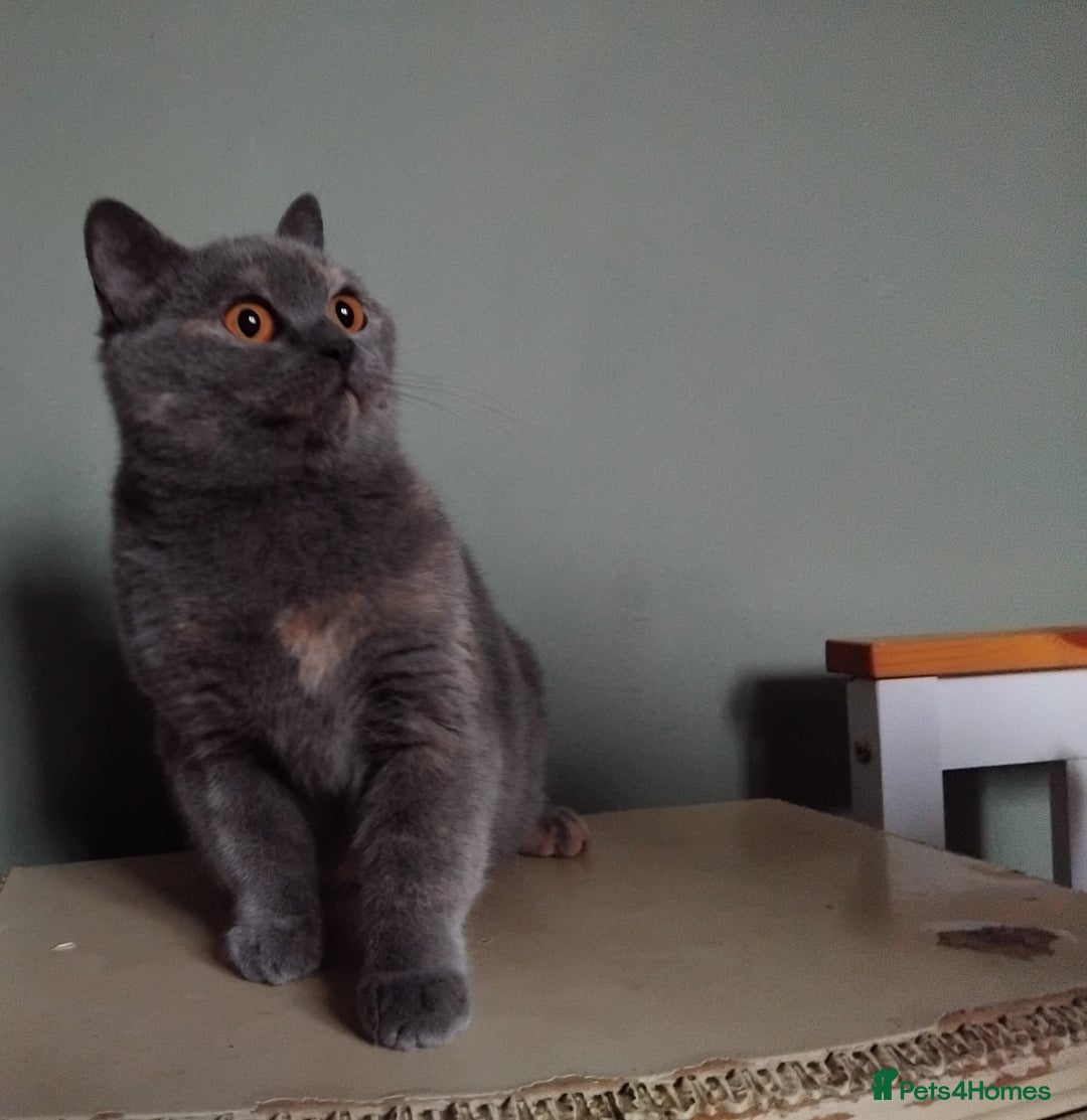 British Shorthair cats for sale: Beautiful British Shorthair  - Image 5