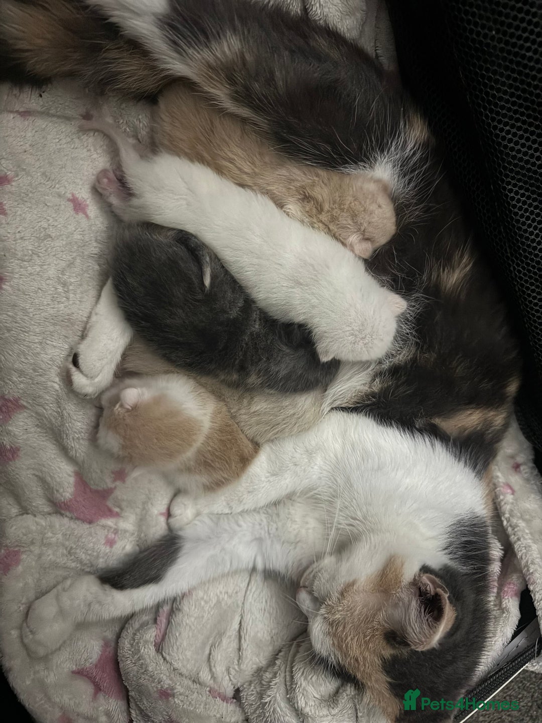 Mixed Breed cats for sale: Playful, loving kittens ready for forever home  - Advert 7