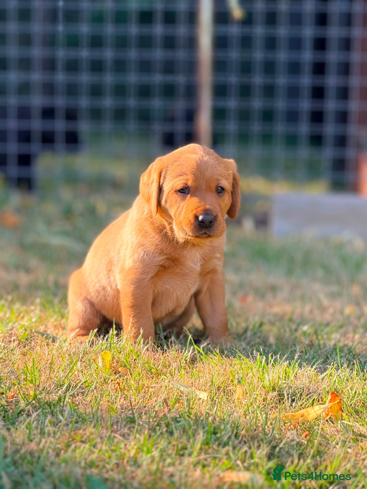 Labrador Retriever dogs Family puppies  - Advert 1