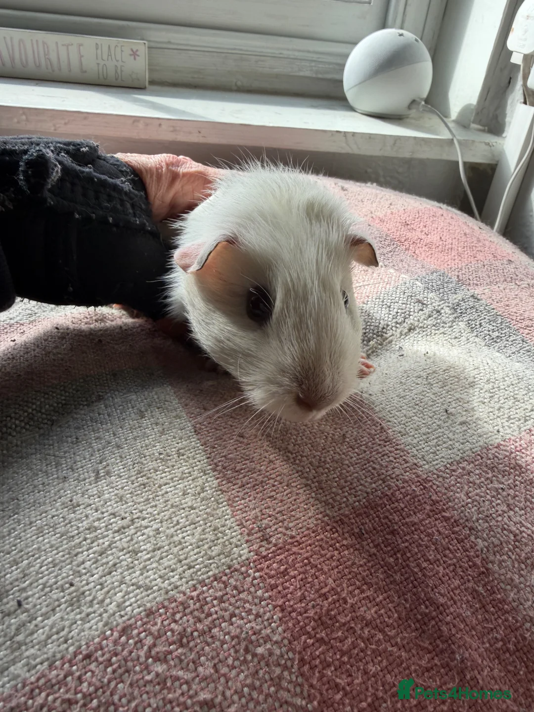 Guinea Pig rodents for sale: Sow piggies teddy x and sheltie x - Advert 9