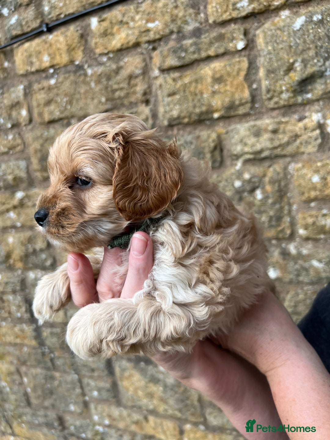 Cavachon dogs for sale: Cavapoochon puppies  - Image 20