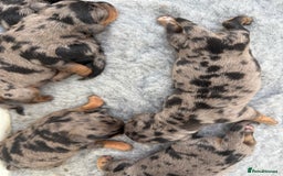 Miniature Dachshund dogs for sale: Stunning silver dapple miniature dachshunds - Image 8