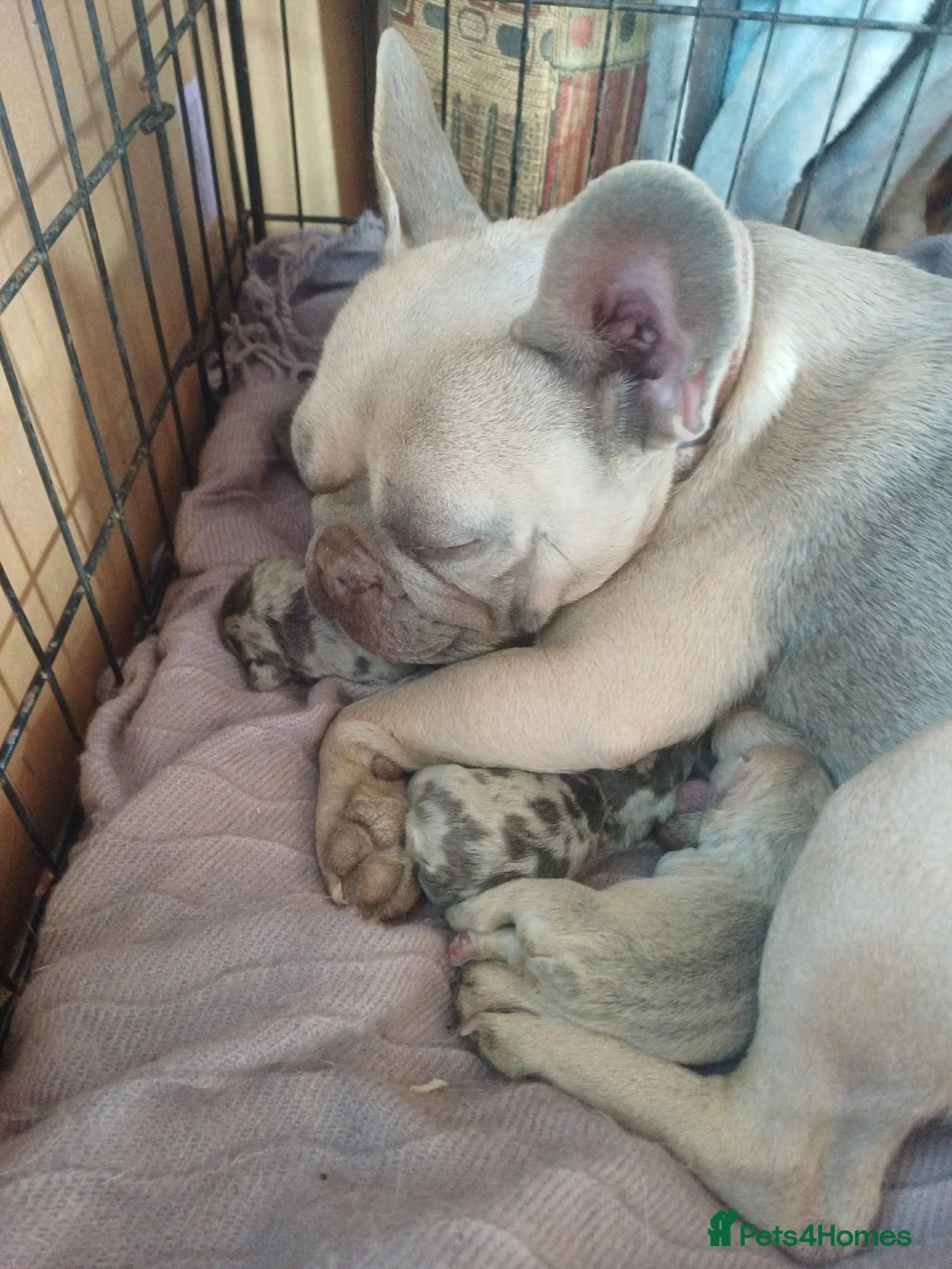 French Bulldog dogs for sale: 6 French bulldog pup in Chichester - Advert 1