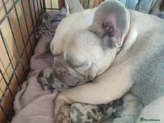 French Bulldog dogs 6 French bulldog pup - Advert 2