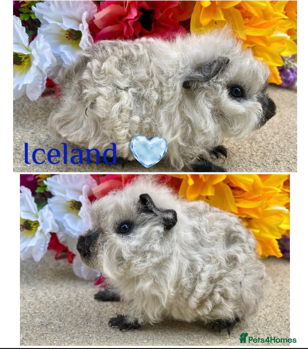 Guinea Pig rodents Pedigree Lunkarya Guinea pigs ready now  - Advert 1