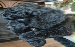 Shihpoo dogs for sale: Standard poodle x shihpoo - Image 4