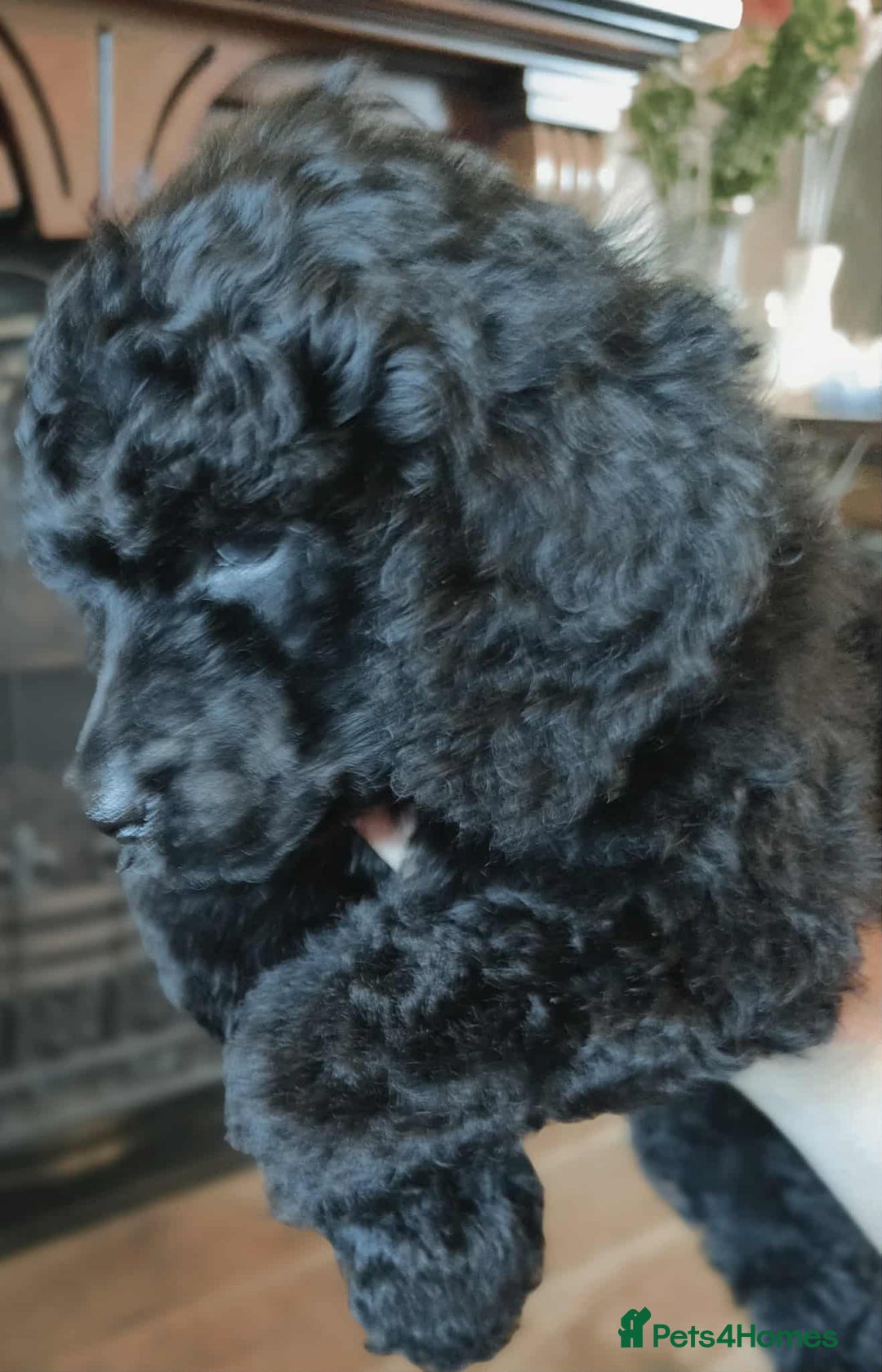 Shihpoo dogs for sale: Standard poodle x shihpoo - Image 4