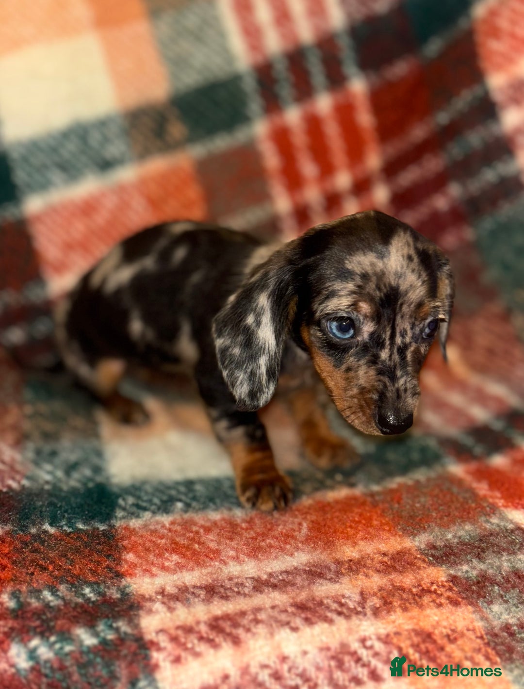 Miniature Dachshund dogs for sale: 🐶 beautiful tiny Dachshund puppies🐶 - Advert 8