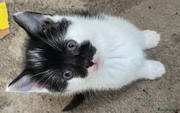 Mixed Breed cats for sale: 4 beautiful boy kittens  - Image 5