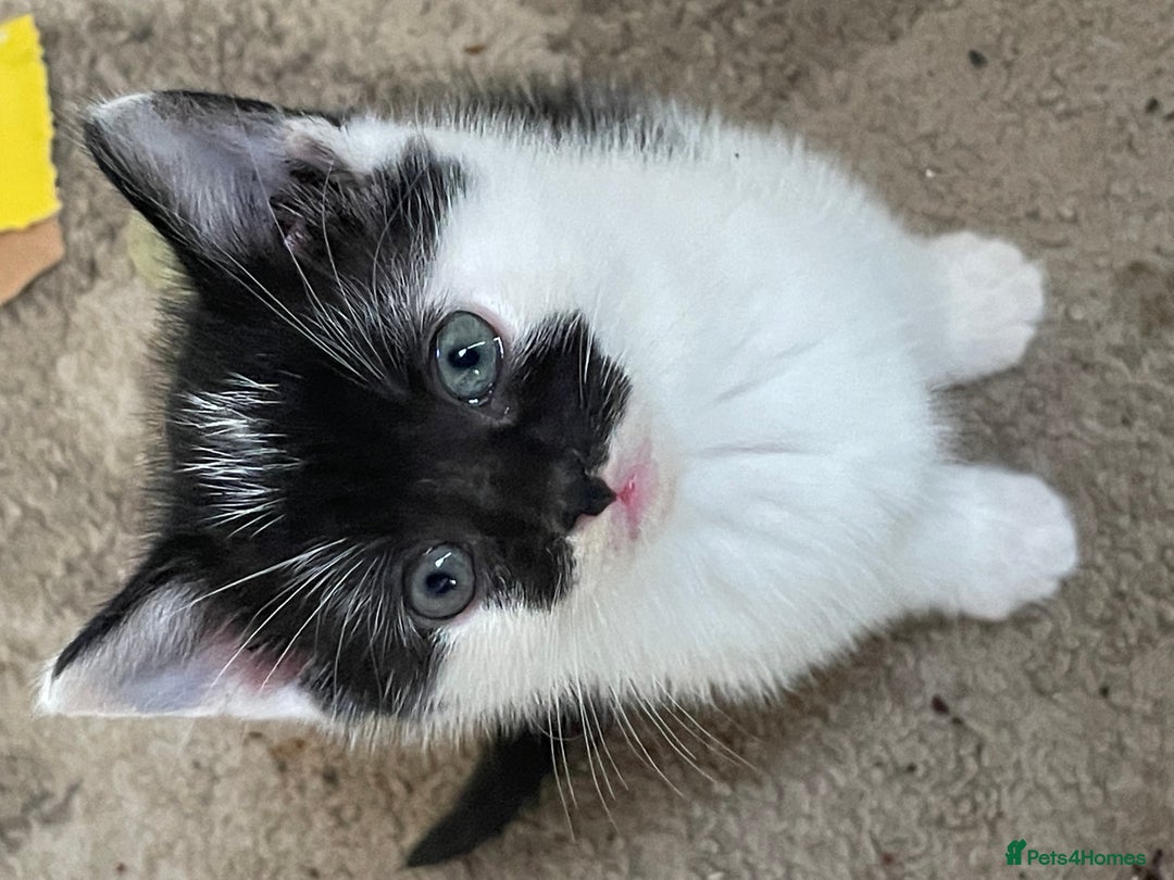 Mixed Breed cats for sale: 4 beautiful boy kittens  - Image 5