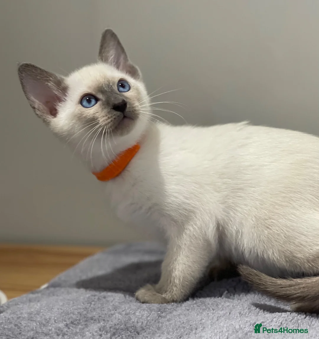 Siamese cats for sale: GCCF Registered Traditional Siamese Kittens.  - Advert 38
