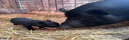 Pig livestock for sale: 4 Male Miniature Micro Pigs  - Advert 6