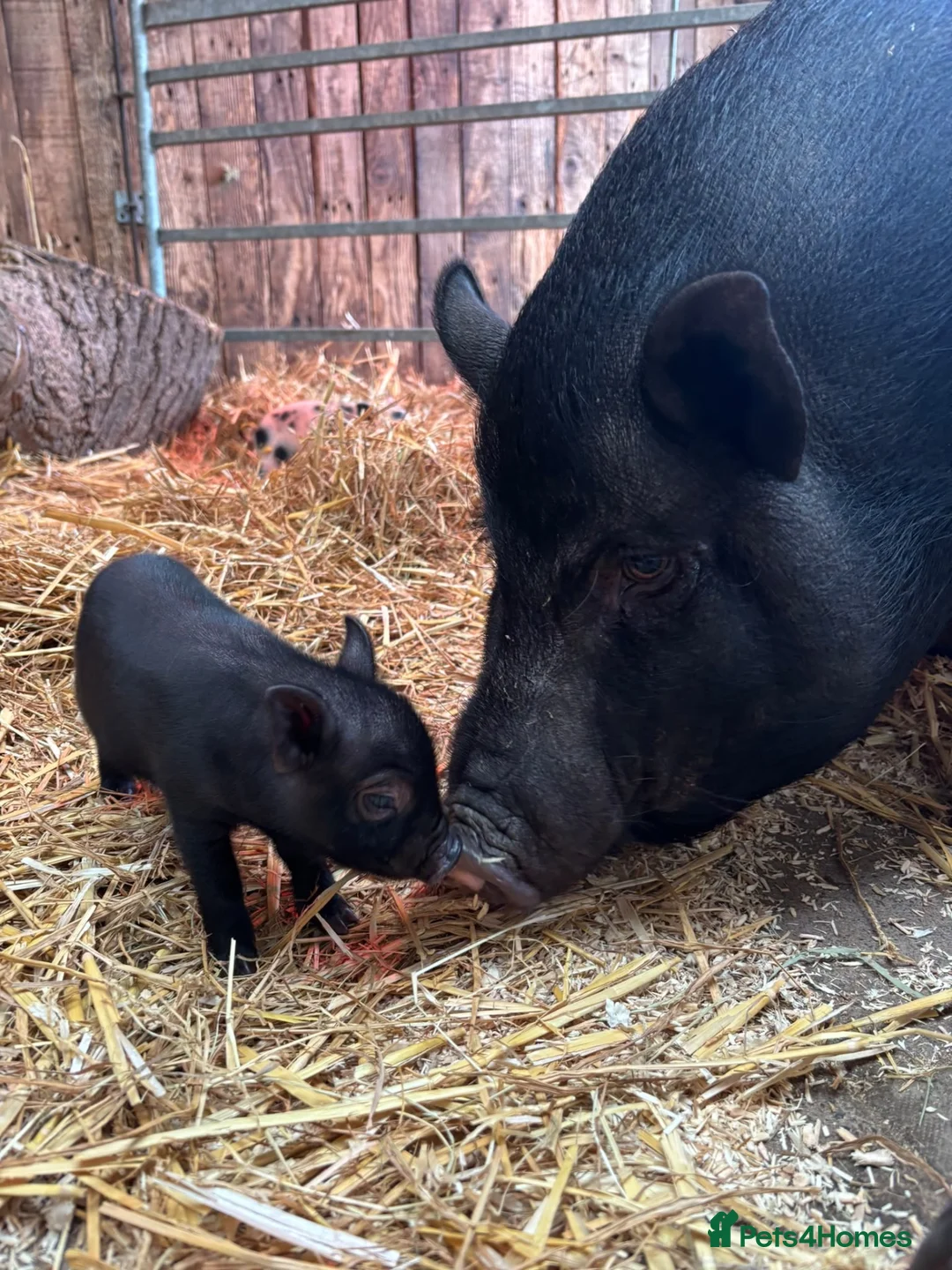 Pig livestock for sale: 4 Male Miniature Micro Pigs  - Advert 6