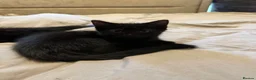 Domestic Shorthair cats for sale: ONLY 2 LEFT - 6 gorgeous tabby / black kittens  - Advert 5