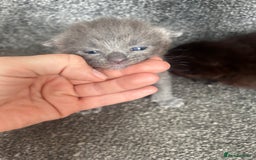 Ragdoll cats for sale: Cross ragdoll and british blue - Image 6