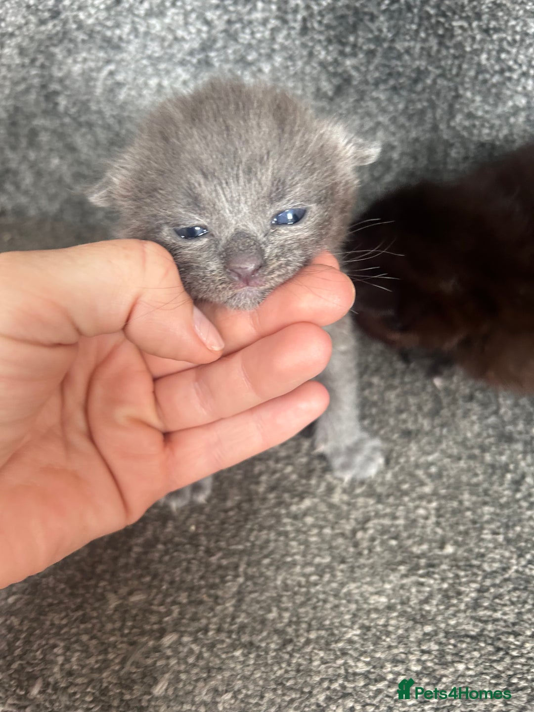 Ragdoll cats for sale: Cross ragdoll and british blue - Image 6