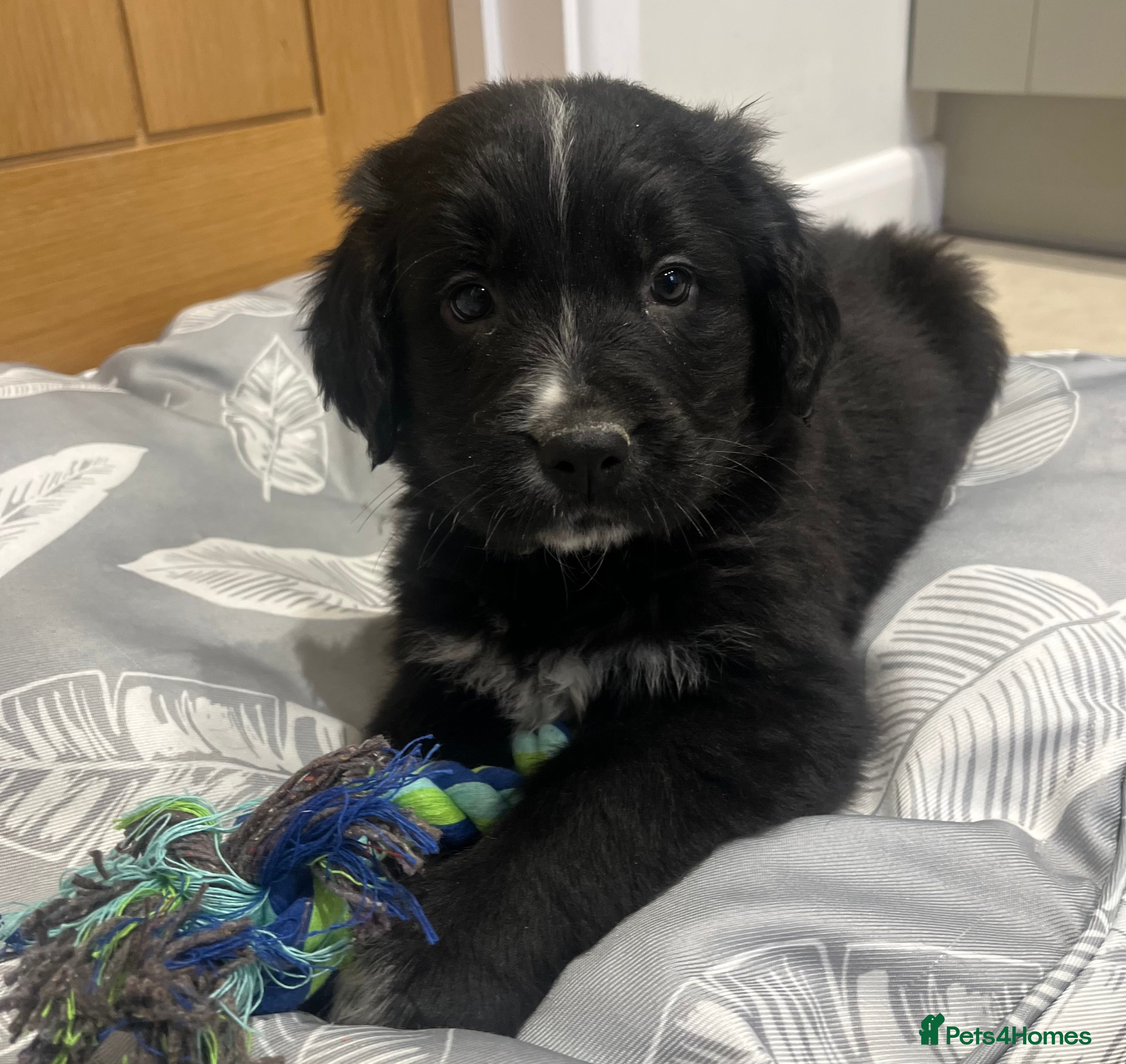 Golden Retriever dogs Beautiful Bernese Mountain Dog x Golden Retrievers - Advert 14