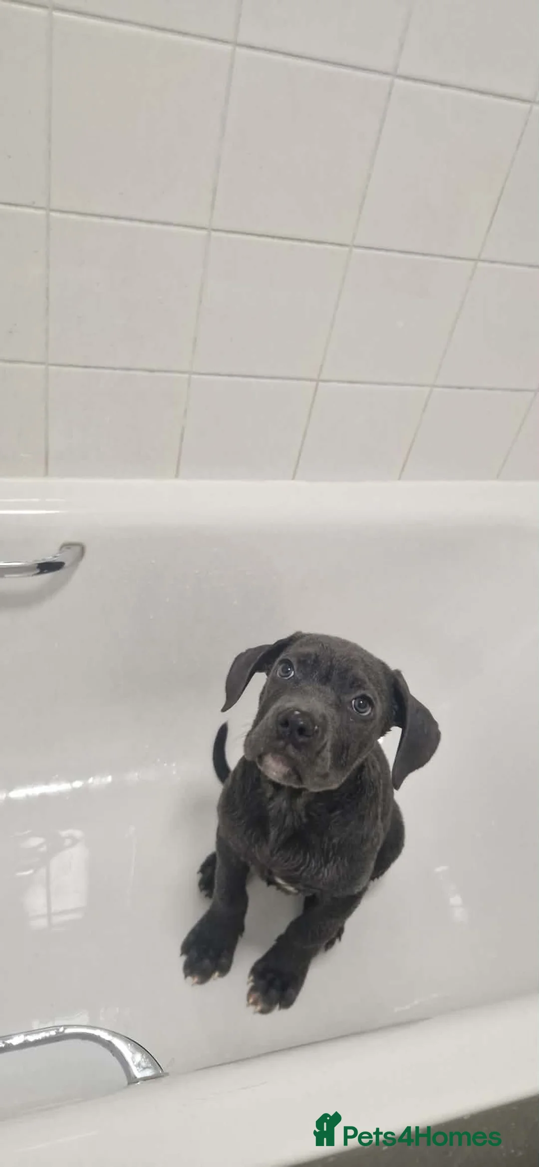 Mixed Breed dogs for sale: LAST1LEFT Cane corso X Staffordshire bull terrier - Advert 2