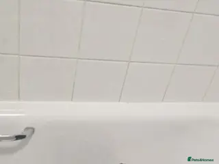 Mixed Breed dogs LAST1LEFT Cane corso X Staffordshire bull terrier - Advert 16