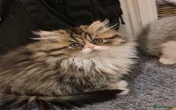 Exotic cats for sale: Exotic longhair and short hair kittens  - Image 15