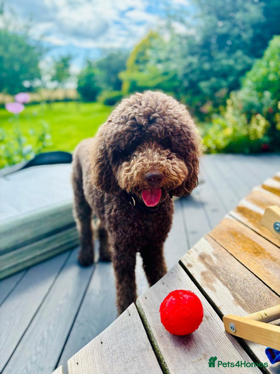 Labradoodle dogs for sale: Waiting List Now Open – Labradoodle Puppies! 🐾 - Image 3
