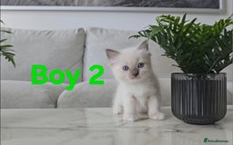 Ragdoll cats for sale: 🤍 Pure Ragdoll Blue Point & Blue Lynx Kittens - Image 11