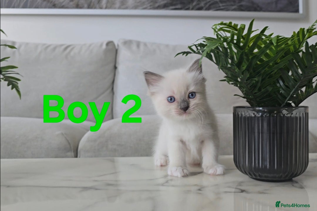 Ragdoll cats for sale: 🤍 Pure Ragdoll Blue Point & Blue Lynx Kittens - Image 11