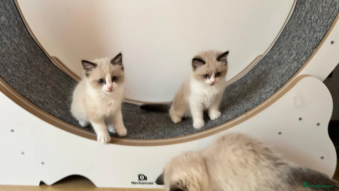 Ragdoll cats for stud: Active Gccf Blue bi Ragdoll in Grantham - Advert 20