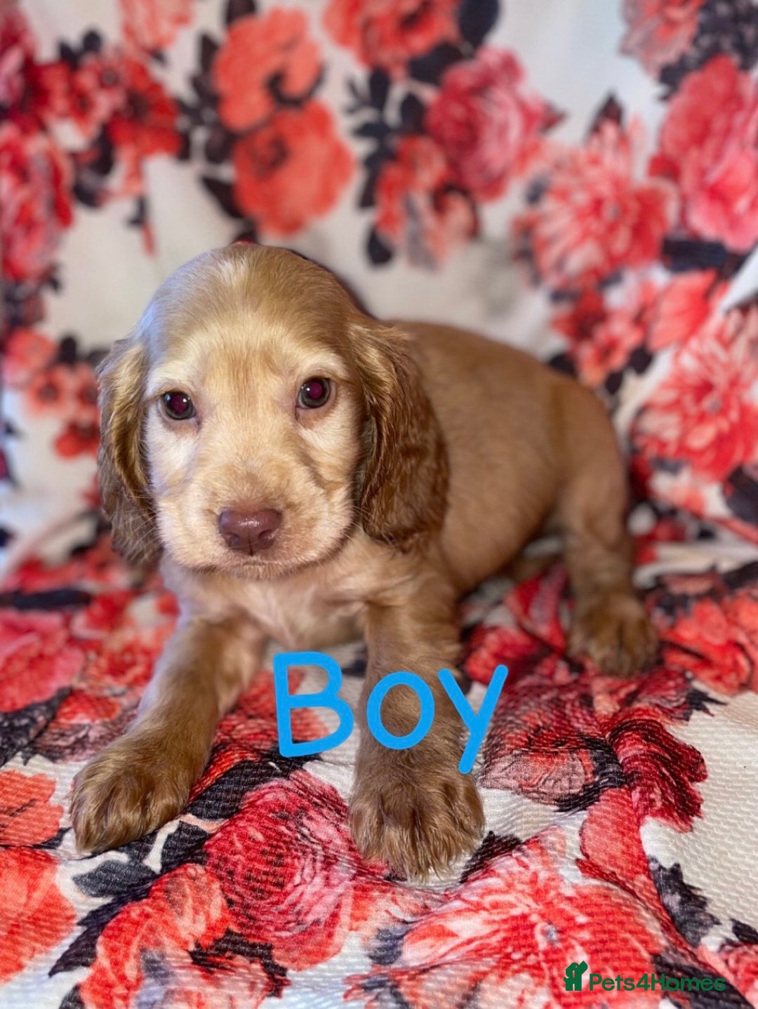 Cocker Spaniel dogs for sale: Beautiful golden puppies ready to leave now! - Advert 8