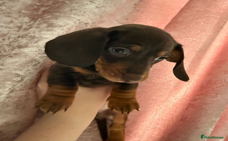 Dachshund dogs - Advert 7