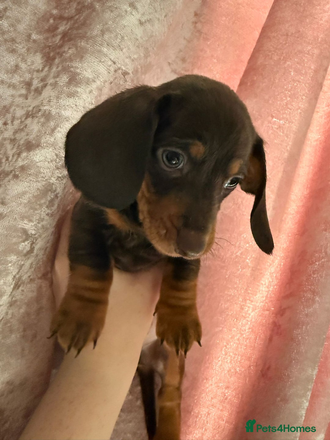 Dachshund dogs for sale: Beautiful dachshunds boy - Image 1