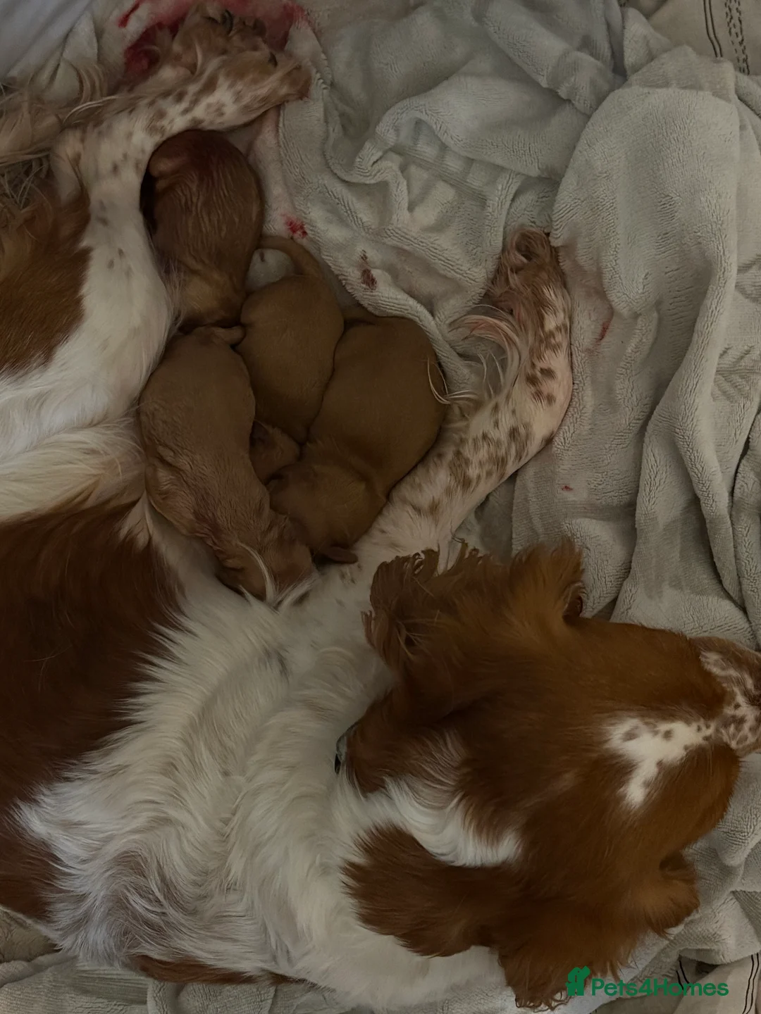 Cockapoo dogs for sale: 5 beautiful puppies for sale  in Manchester - Advert 2