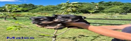 Miniature Schnauzer dogs for sale: KC Registered Health Tested Miniature Schnauzers - Advert 12