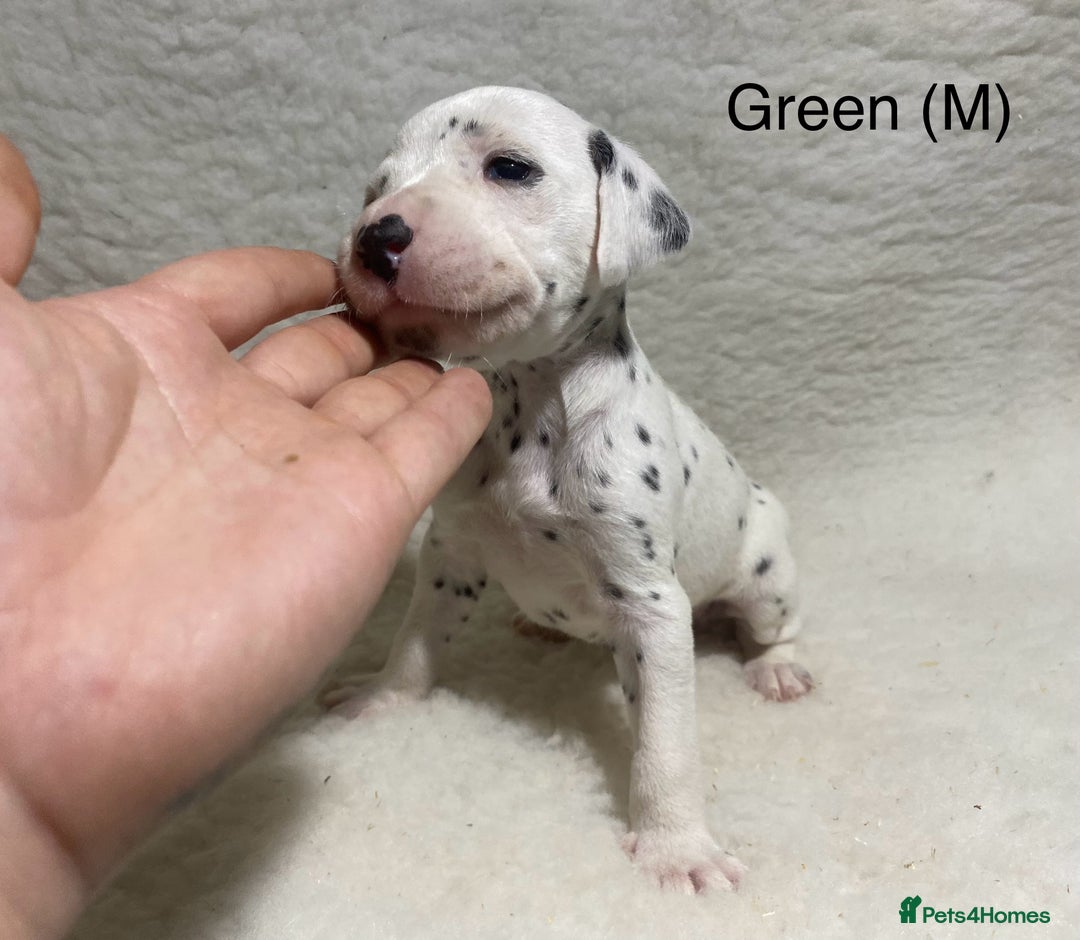 Dalmatian dogs for sale: Stunning KC dalmation puppies for sale! - Image 18
