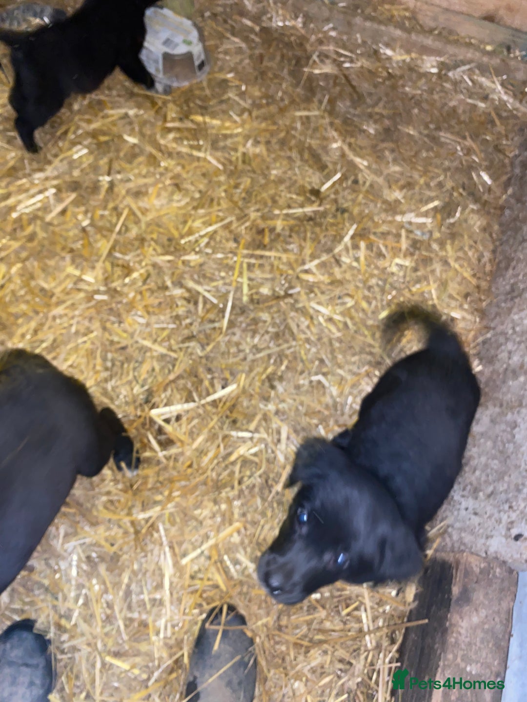 Mixed Breed dogs for sale: One little male Labrador x collie - Advert 19